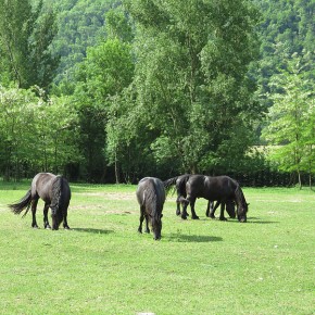 Bouan